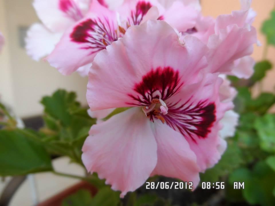 Gardenia Apartments Primorsko Buitenkant foto